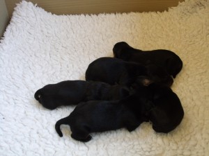 Vijf pups Zoya