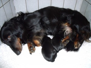 Vonya met haar 2 pups