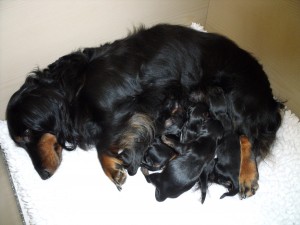 Zoya met haar vijf pups