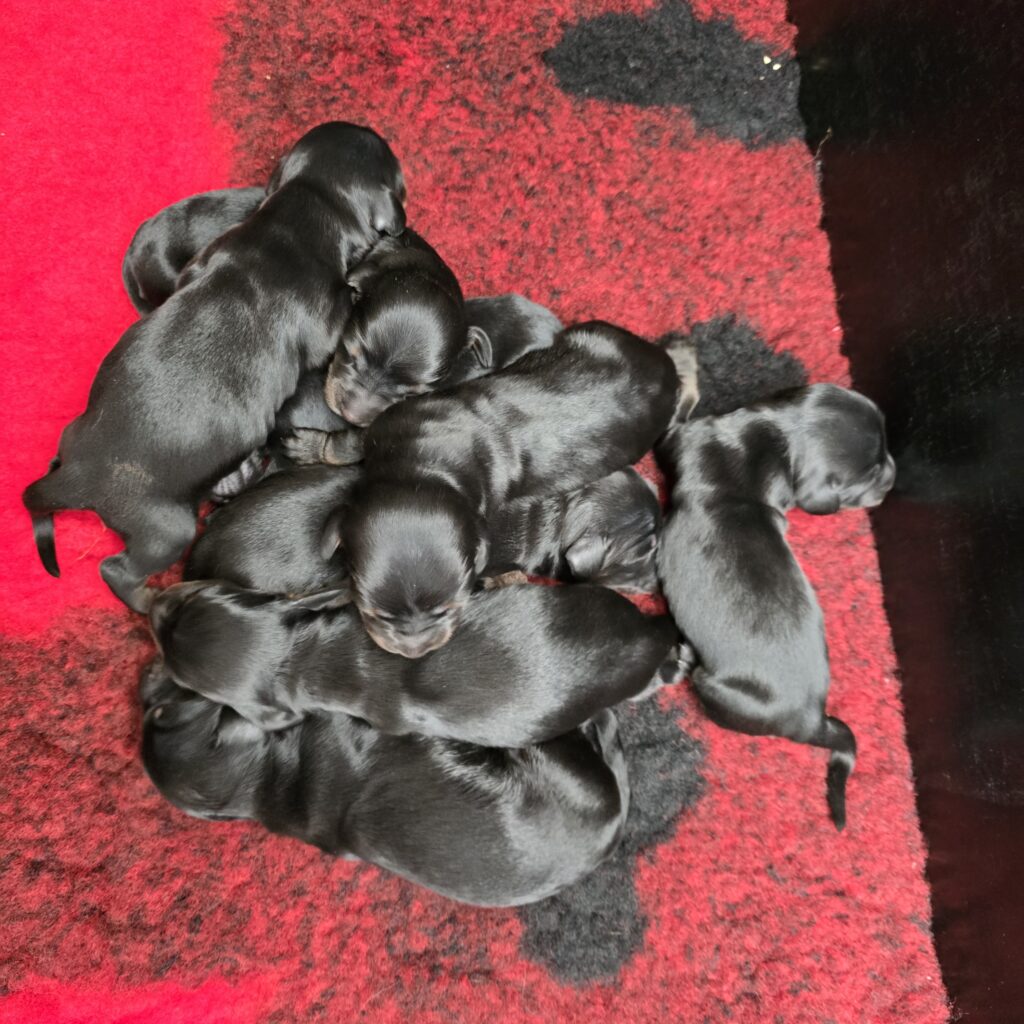 pups 31-5-25 Belle x Bayka 1-6-25 - Teckels van het Quackenbosch