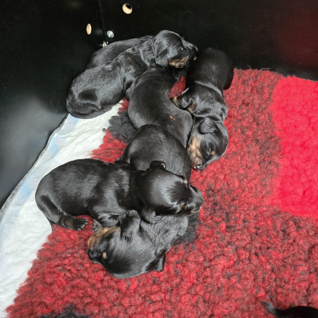pups 31-5-25 Belle x Bayka 10-6-25 - Teckels van het Quackenbosch