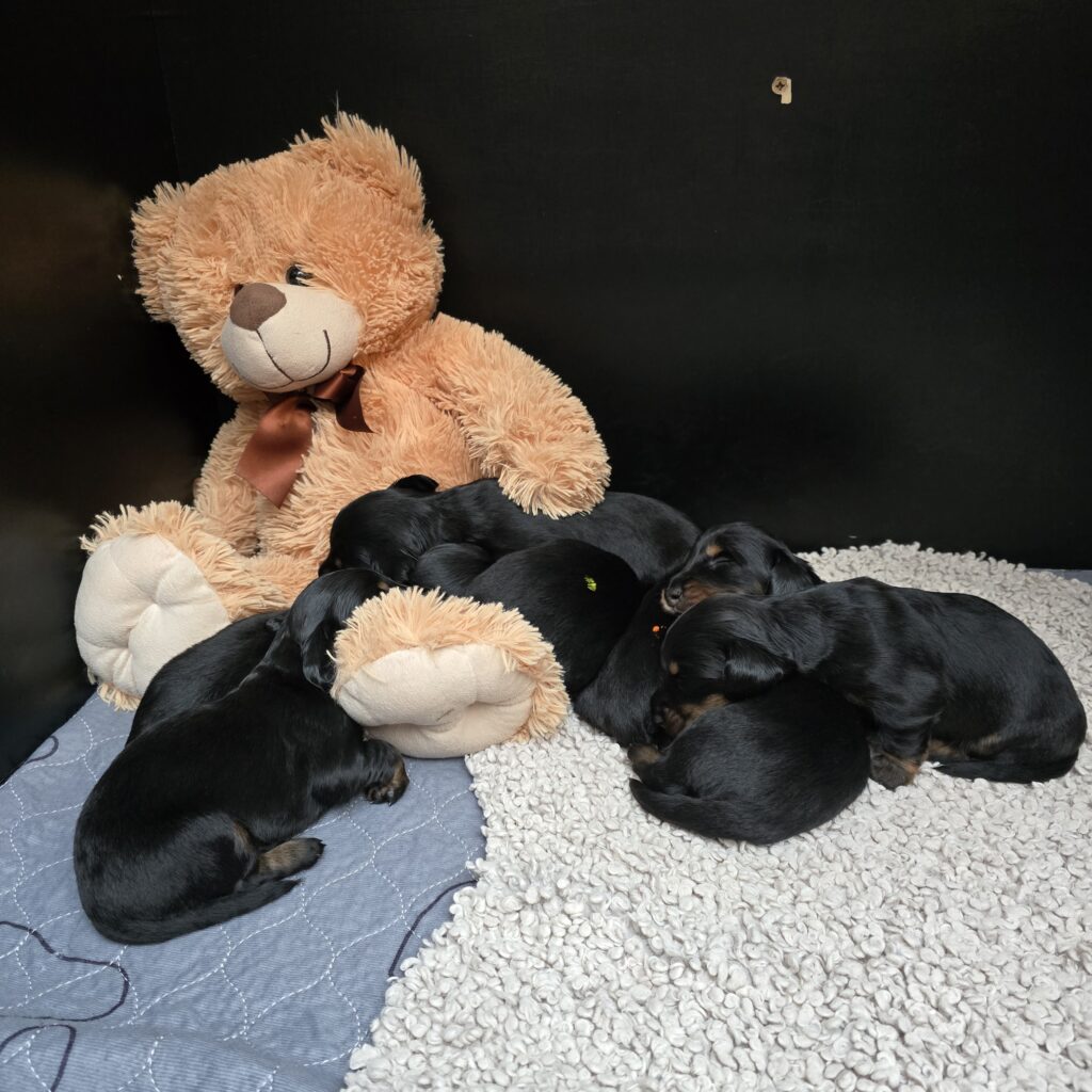 pups 31-5-25 Belle x Bayka 16-6-25 3 - Teckels van het Quackenbosch
