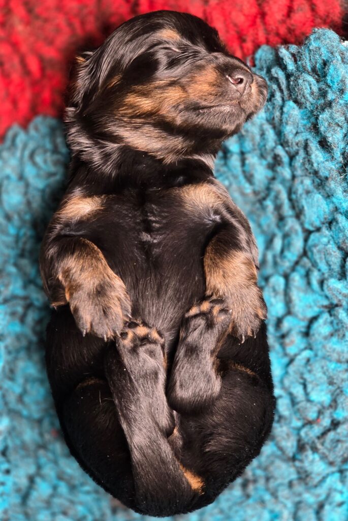 pups 31-5-25 Belle x Bayka 16-6-25 - Teckels van het Quackenbosch