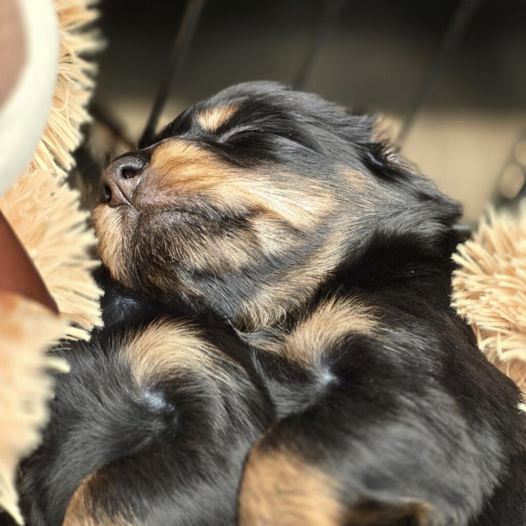 pups 31-5-25 Belle x Bayka 26-6-25 - Teckels van het Quackenbosch