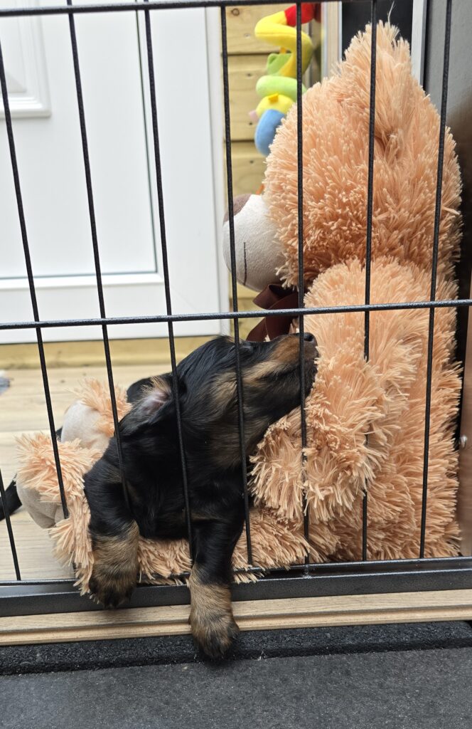 pups 31-5-25 Belle x Bayka 28-6-25 1 - Teckels van het Quackenbosch