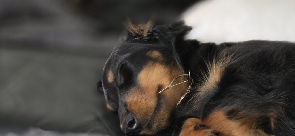Puppy van Teckelkennel v/h Quackenbosch