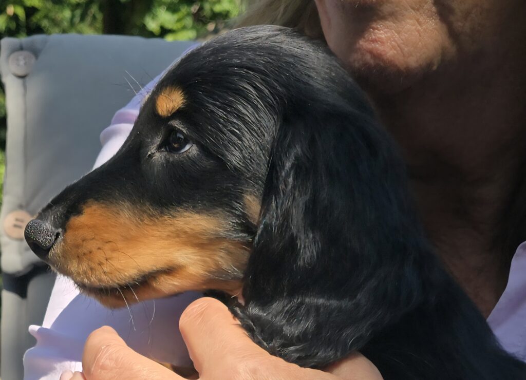 Foto van een pup van Teckelkennel vh Quackenbosch