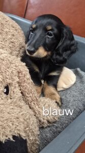 pups 31-5-25 Belle x Bayka - blauw Maan - Teckels van het Quackenbosch
