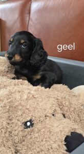pups 31-5-25 Belle x Bayka - geel Fritz - Teckels van het Quackenbosch
