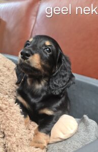 pups 31-5-25 Belle x Bayka - geel Lilly - Teckels van het Quackenbosch