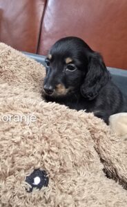 pups 31-5-25 Belle x Bayka - oranje Floortje - Teckels van het Quackenbosch
