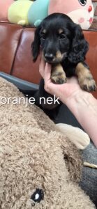 pups 31-5-25 Belle x Bayka - oranje nek Keesje - Teckels van het Quackenbosch