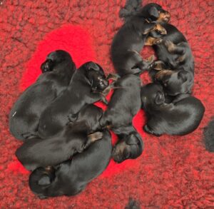 8 Pups van Vonya - Bayka 2026